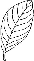 Pointy Oval Leaf 1.tif