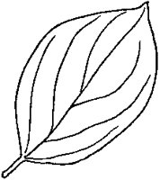 Pointy Oval Leaf 2.tif