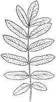 Rowan Leaves.tif