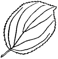 Serrated Leaf.tif