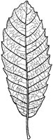 Spanish Chestnut Leaf.tif