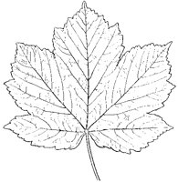 Sycamore Leaf.tif