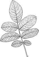 Walnut Leaves.tif