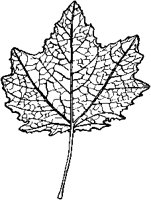 White Poplar Leaf.tif