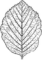 Whitebeam Leaf.tif