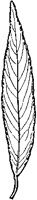Willow Leaf.tif