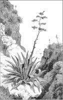 Aloe.tif