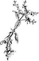 American Brooklime.tif