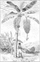 Banana Tree.tif
