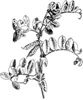 Beach Pea.tif