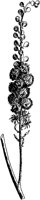 Black Cohosh 1.tif