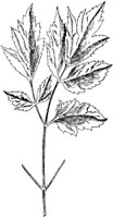 Black Cohosh 2.tif