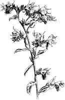 Blueweed.tif