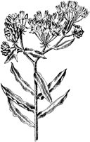 Butterfly Weed.tif