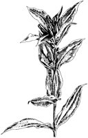 Closed Gentian.tif