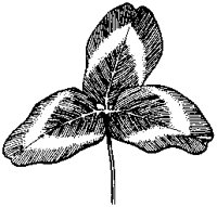 Clover 1.tif