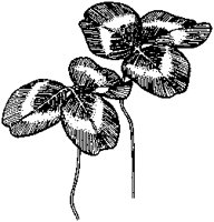 Clover 2.tif