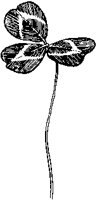 Clover 3.tif