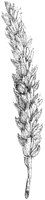 Flanders Wheat.tif