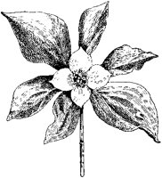 Flowering Bunchberry.tif