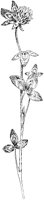 Flowering Clover 1.tif