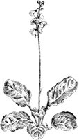 Flowering Shin-Leaf.tif