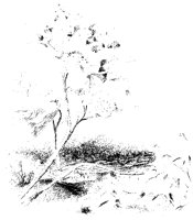 Flowers by Trees.tif