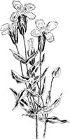 Fringed Gentian.tif