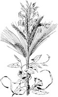 Grains.tif