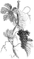 Grape Vine.tif