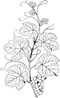 Grapes and Leaves.tif