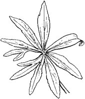 Hellebore.tif