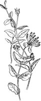 Honeysuckle.tif