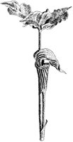 Jack-in-the-Pulpit.tif