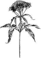 Joe-Pye-Weed.tif