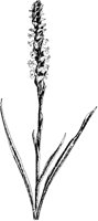 Ladies' Tresses.tif
