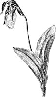 Lady's Slipper.tif