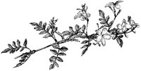 Malabar Jasmine.tif