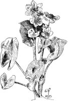 Marsh Marigold.tif