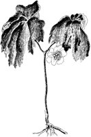 May Apple.tif