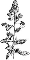 Meadow-Sweet.tif