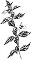 Monkey Flower.tif