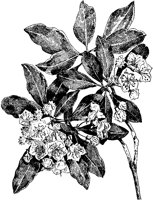 Mountain Laurel.tif