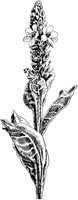 Mullein.tif