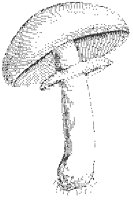 Mushroom.tif