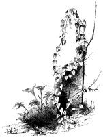 New Growth 1.tif