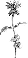 Oswego Tea.tif
