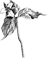 Painted Trillium.tif
