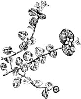 Partridge Vine.tif