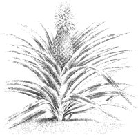 Pineapple Plant.tif